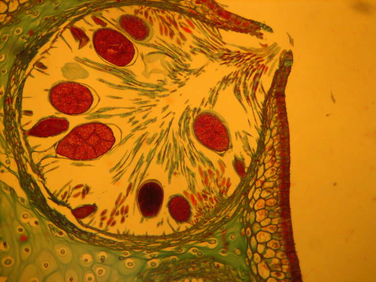 prepared slide demonstration, x.s. of conceptacle with oogonia and antheridia
Known also as wracks, the Fucus brown seaweeds are always diploid and meiosis takes place before the gametes are formed. The reproductive organs of the macroalgae consist