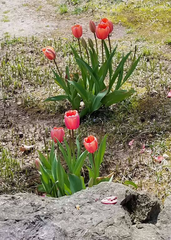 Hofstra University Spring