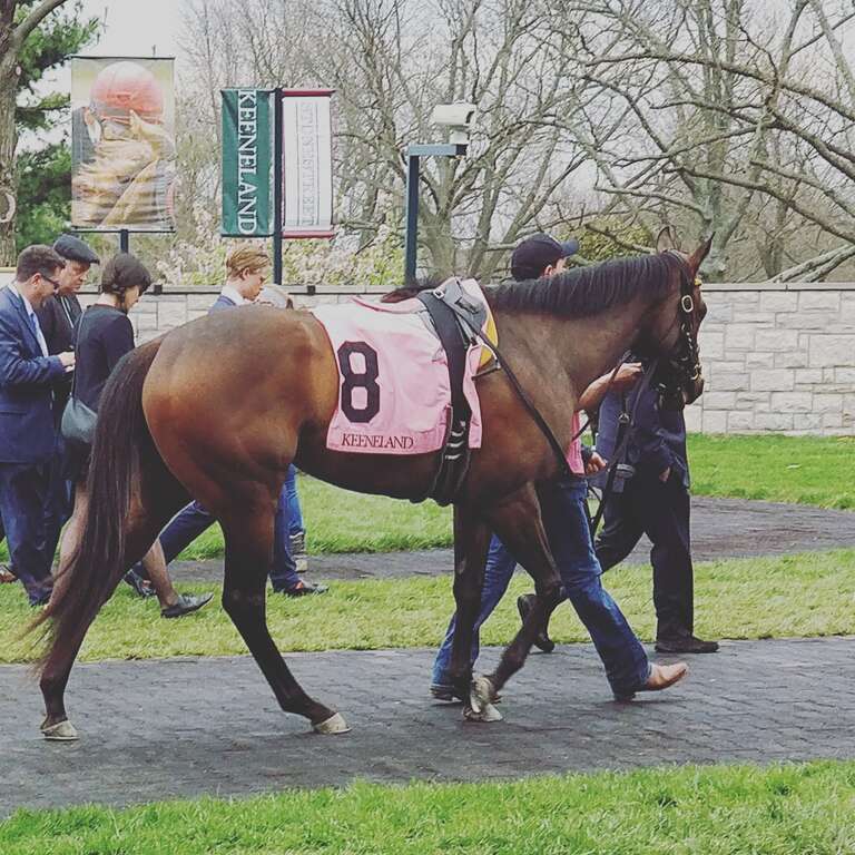 Lady Aurelia in the paddock before placing 2nd in the Giant's Causeway at Keeneland.

Feel free to use this photo however you like, just attribute &amp;lt;a href=&quot;https://atthepaddock.com&quot; rel=&quot;nofollow&quot;&amp;gt;atthepaddock.com&amp;lt;/a&amp;gt;. Thanks!
