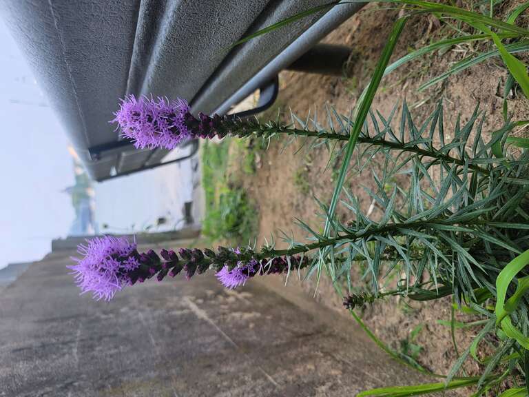 Plant of the genus Liatris (blazing-stars) at the Einhardt-Russell Street-End Park on the shore of the Severn River in Eastport, Maryland.