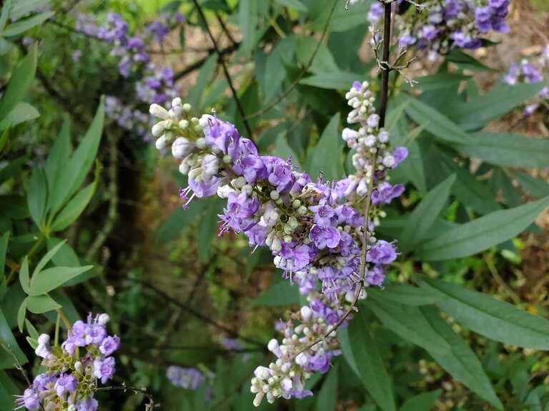 Flowering Lilac Chaste Tree (Vitex agnus-castus)