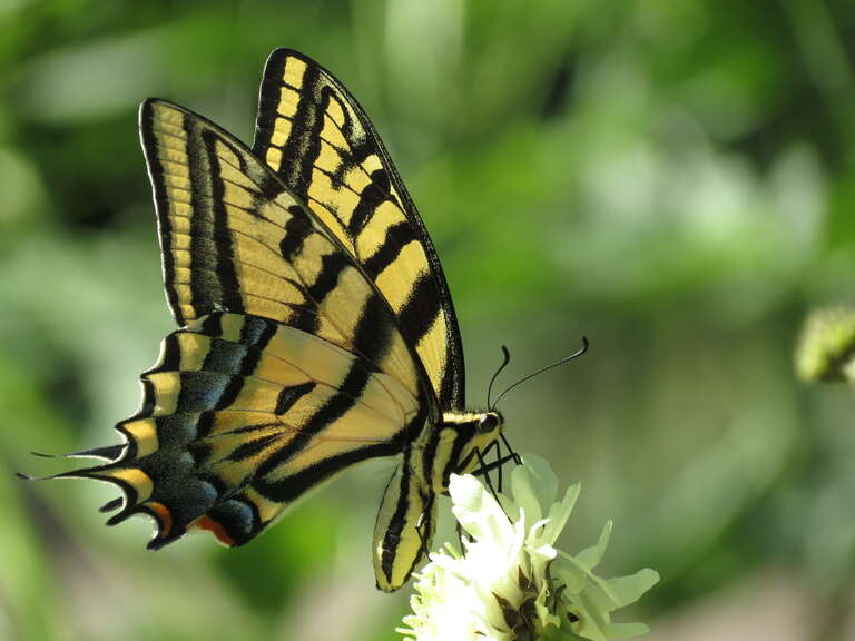 Female Papilio multicaudata sipping nectar, Cheyenne, USA