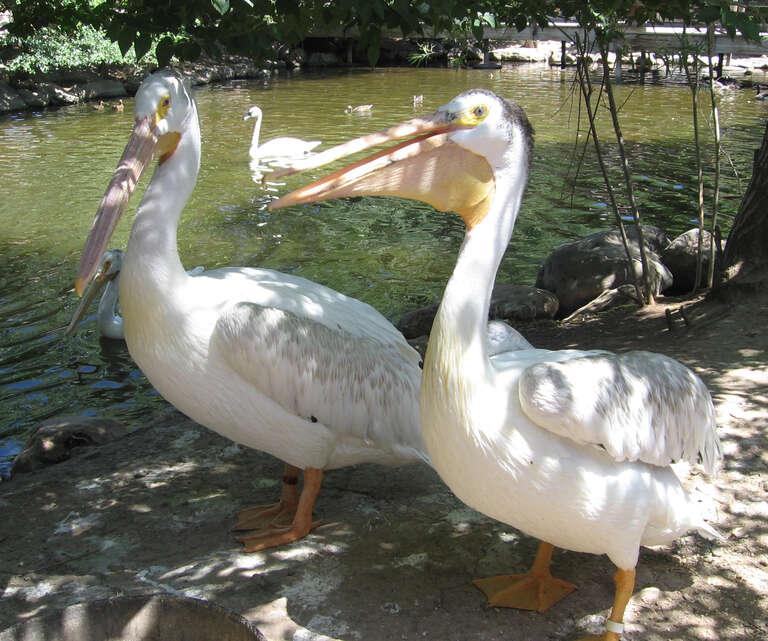 American White Pelicans at Hogle Zoo in Salt Lake City, Utah, U.S.A.