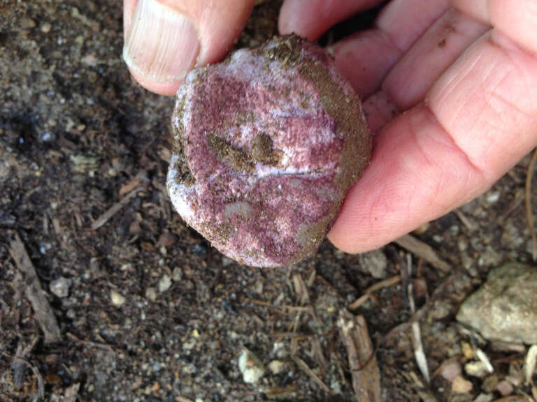 dune stinkhorn (Phallus hadriani)
