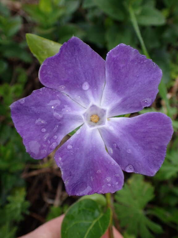 periwinkle rust (Puccinia vincae)