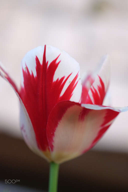 500px provided description: Red And White Too [#white ,#peaceful ,#petal ,#harmony ,#stem ,#tranquil ,#Flower ,#Red ,#Tulip ,#Pink ,#Bud]