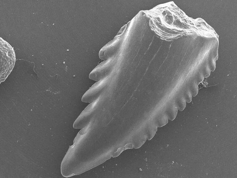 Miocene, 15 million years old