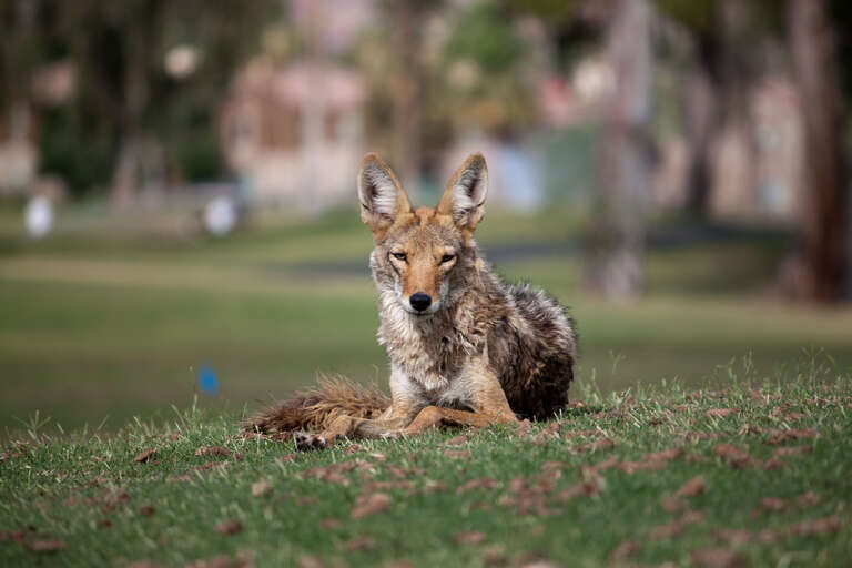 Coyote was definitely checking me out, but as long as I looked away occasionally, he seemed to be fine with me so close.