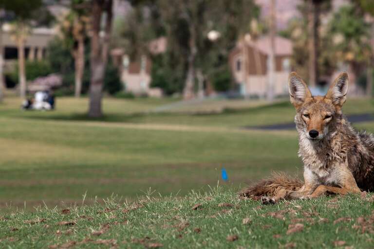 Golf course is undergoing some maintenance. This coyote was definitely making himself at home on the fairway this morning.