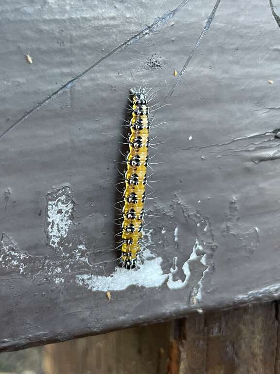 Genista Broom Moth (Uresiphita reversalis)