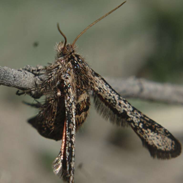 Female clearwing moth, Zenodoxus canescens, my yard, Española, New Mexico.  Same individual as File:Zenodoxus canescens female1.jpg.  Thanks to William H. Taft at BugGuide.net for identification.