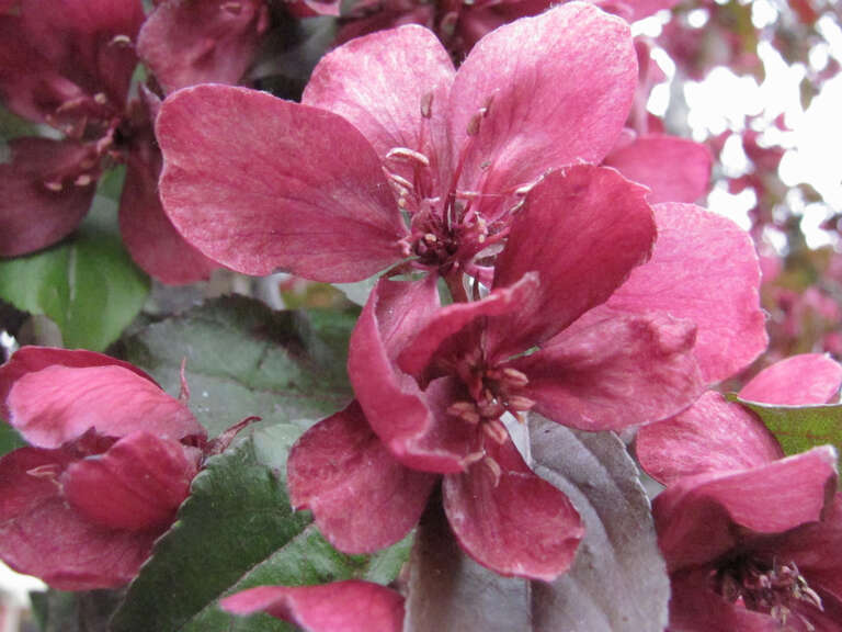 500px provided description: Spring Blossoms [#spring ,#flower ,#floral ,#garden ,#peony ,#blossoms ,#blossom ,#botanical ,#bloom ,#flowering ,#blooming ,#flower garden]