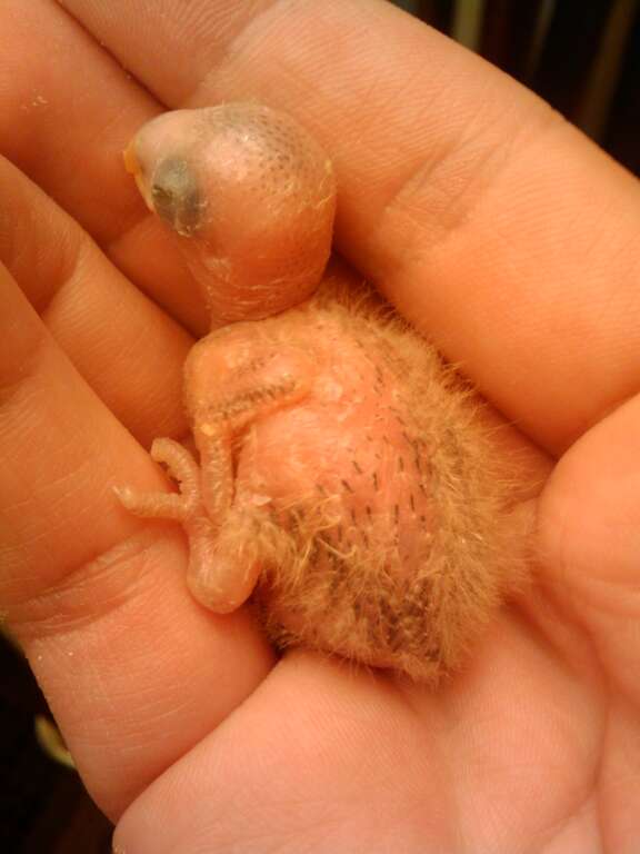 Baby lovebird, approximately 1 week old.