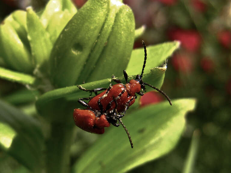 two beetles on a leaf