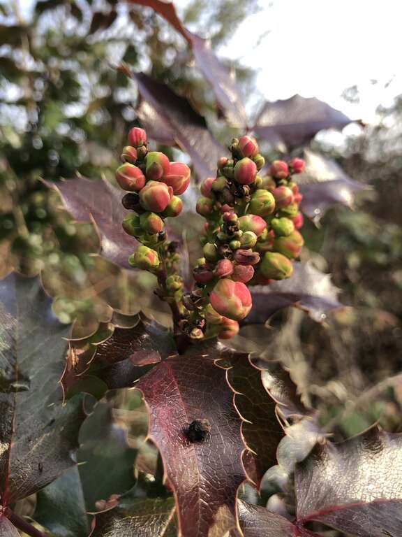 Oregon grape (Berberis aquifolium)