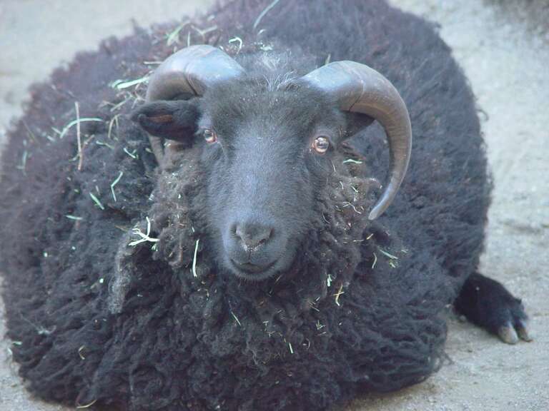 A black shetland sheep from the Oregon Zoo's Trillium Creek Farm in Portland, Oregon