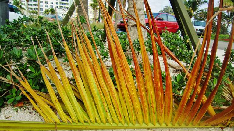 Branche de palmier au sol, beau décor improvisé! / A palmtree fallen branch, gives nice colors