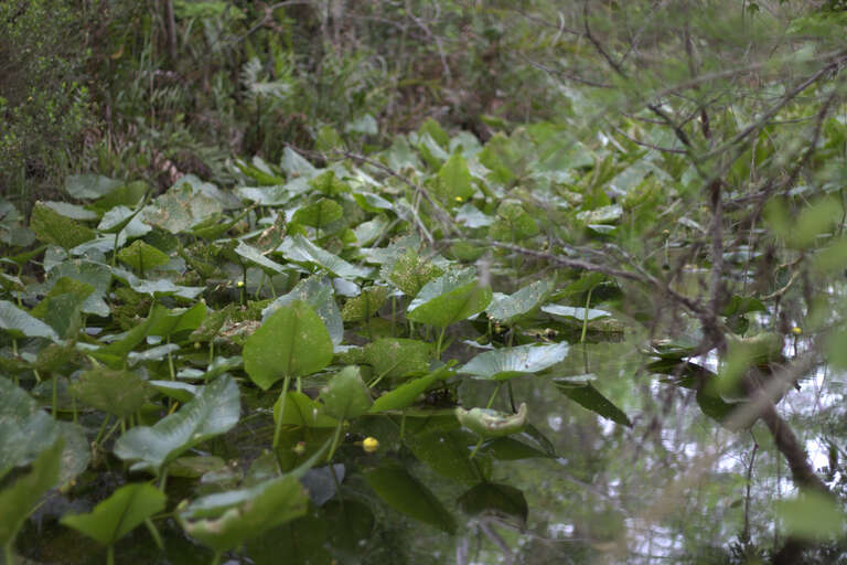 Coconut Creek, FL, USA