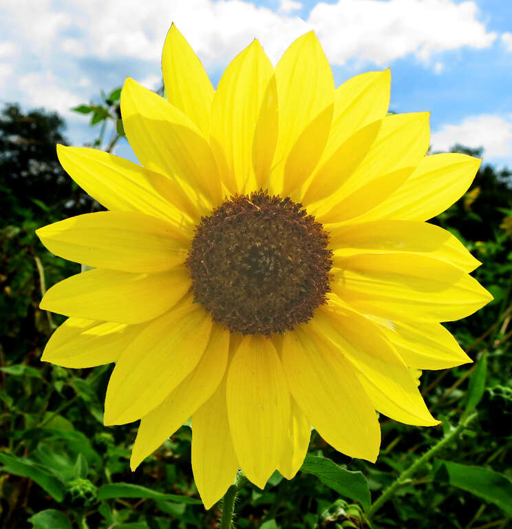 Common sunflower -- Helianthus annuus