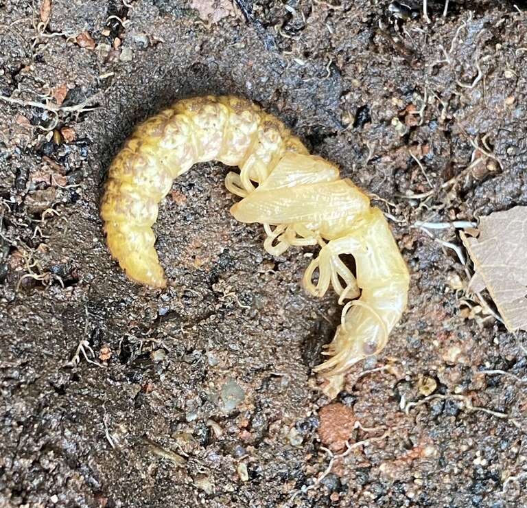 Western Dobsonfly (Corydalus texanus)