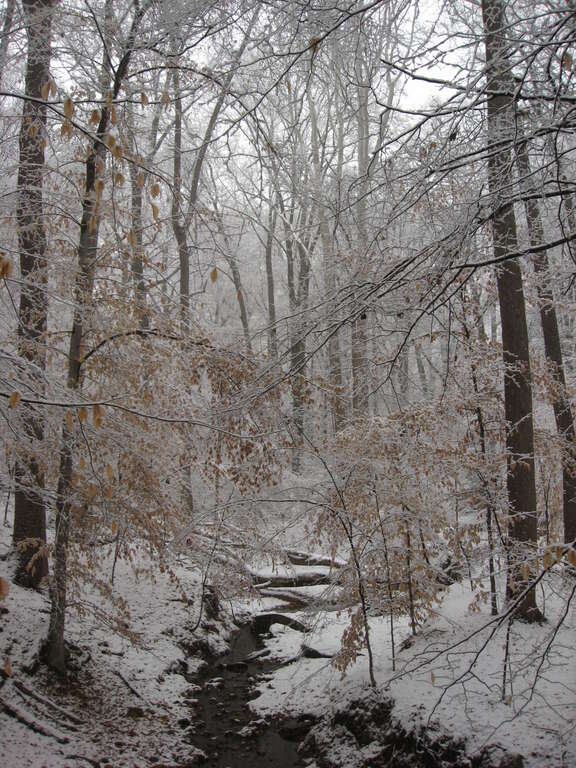 DC, Glover-Archbold Park, January 17, 2008 (Foundary Branch creek)
