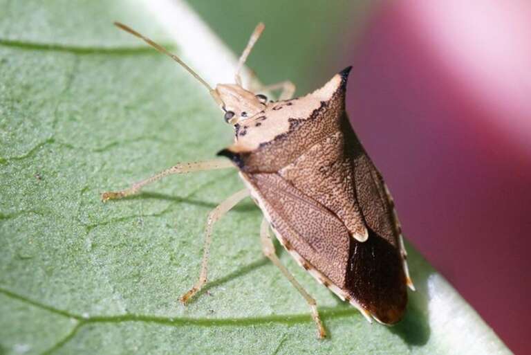 Euschistus acuminatus Walker, 1867 3067896588