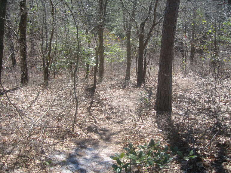 A trail in First Landing State Park.