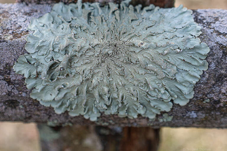 common greenshield lichen (Flavoparmelia caperata)