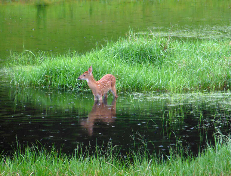 Fawn in the Rain - Oviedo, FL