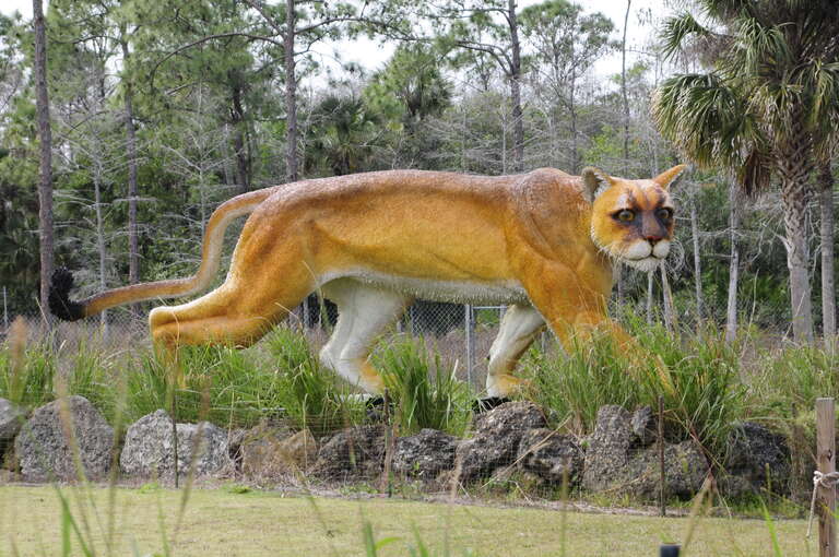 Florida Panther (Not Life Size)