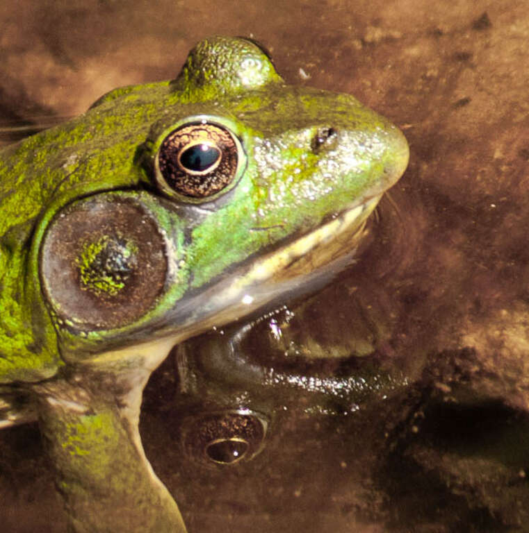 One of two frogs sitting in a pool of water at the edge of Maquoit Bay in Wolfe's Neck State Park.  Only after taking the photo did I notice the reflection of its eye in the water and what be my own reflection in its eye.