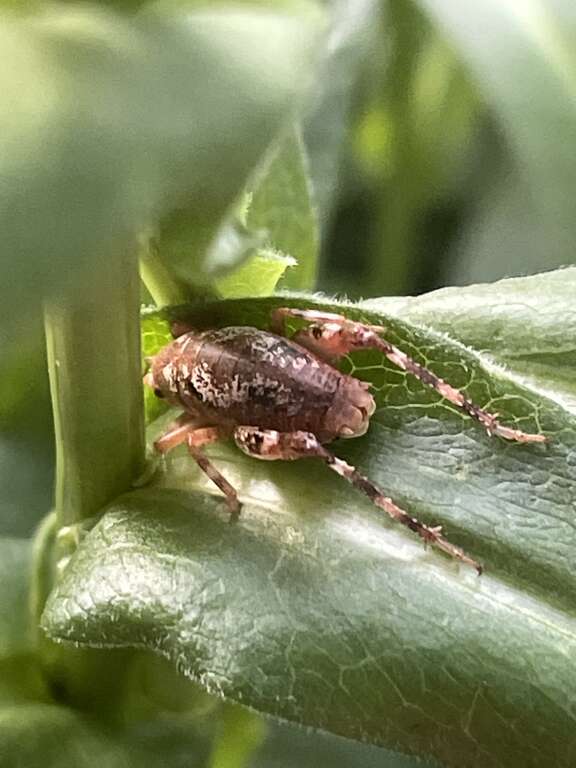 A species of Gammarotettix camel cricket on a plant in Walnut Creek, California