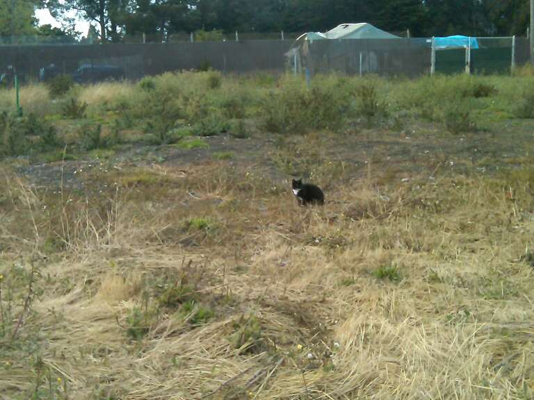 Grass Lot in front of University Village