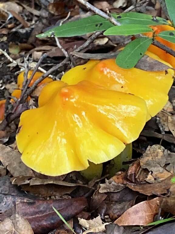 Persistent Waxcap (Hygrocybe acutoconica)