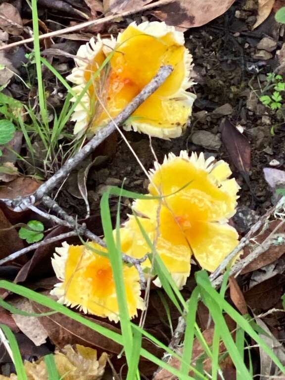 Persistent Waxcap (Hygrocybe acutoconica)