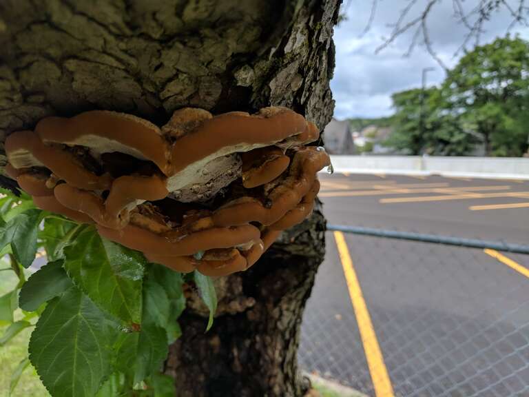 Shaggy Bracket (Inonotus hispidus)
