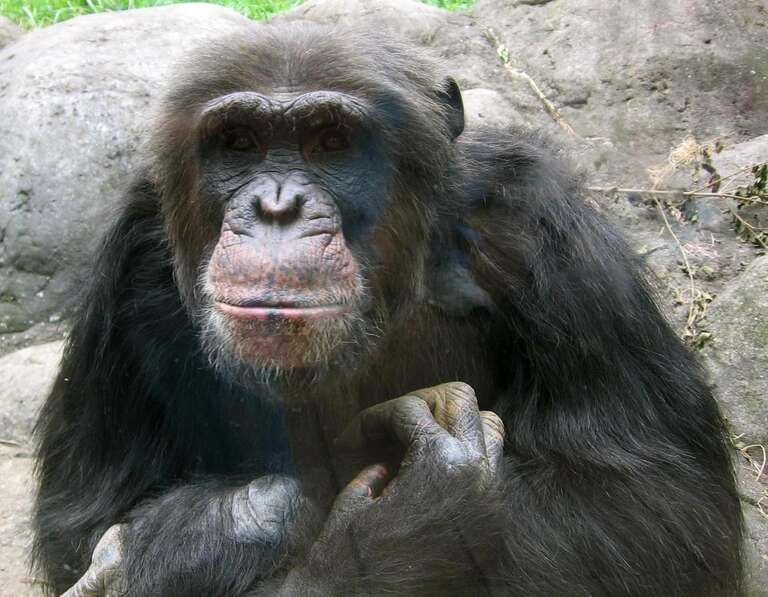This is a trip that me and my sister took to the Knoxville TN Zoo back in April of 2006. This guy was sitting right at the glass, getting his people watching in.