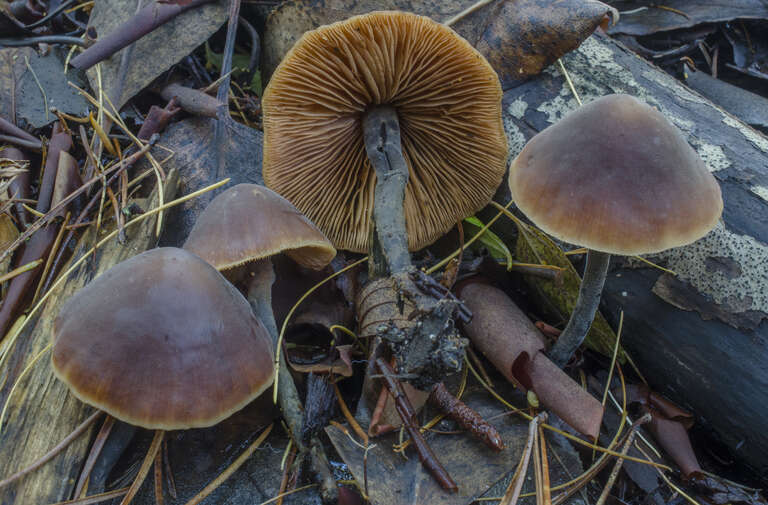 Cucumber Cap (Macrocystidia cucumis)