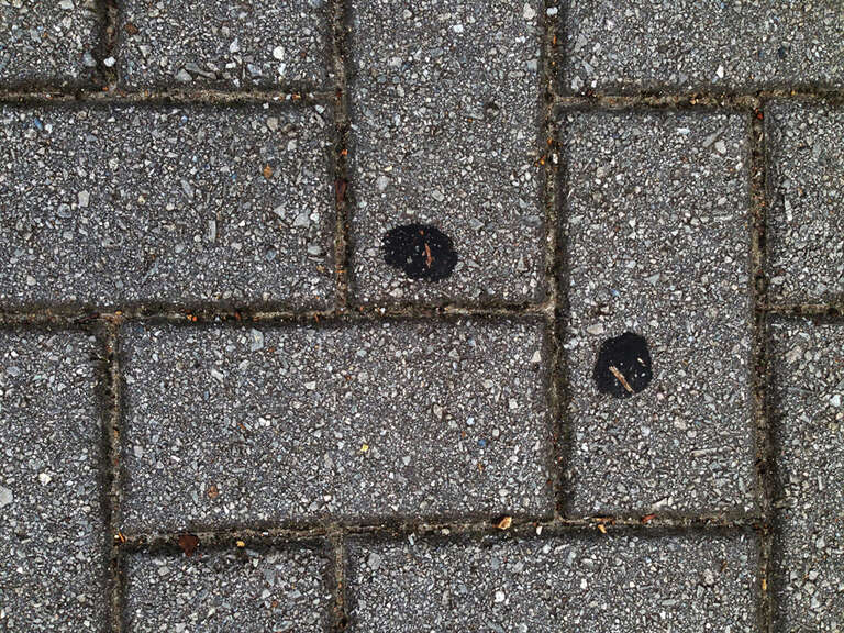 Copyrights by Walter Willimann aka Mimizane
Chattanooga TN Charleston SC