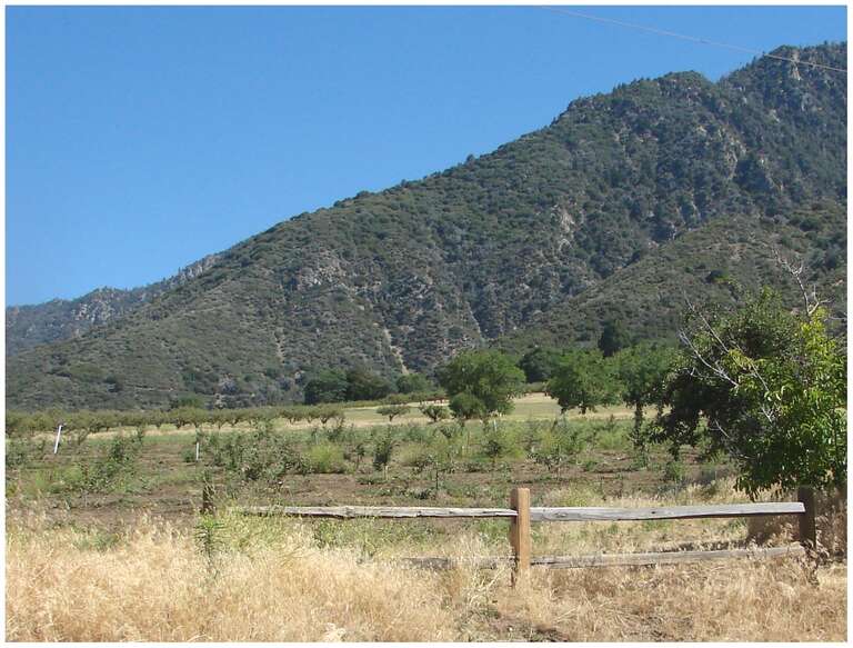 (1 in a multiple picture set)
This new orchard is just beginning life at Oak Glen, CA.