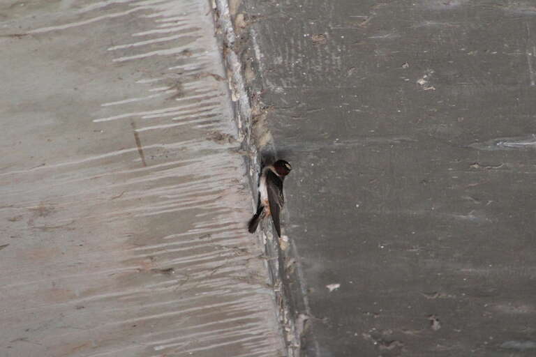 Northern Cliff Swallow (Petrochelidon pyrrhonota ssp. pyrrhonota). Subspecies of bird.