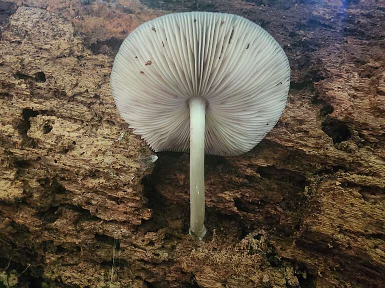 Pluteus americanus
