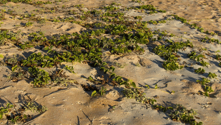 Found in Gamble Rogers State Park, Florida
