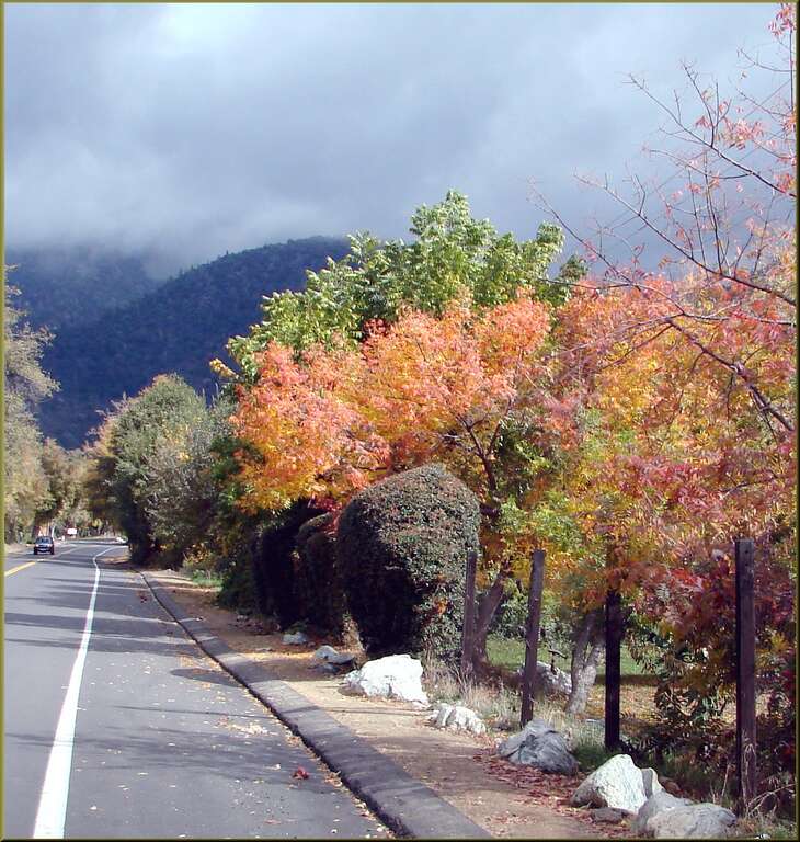 (1 in a multiple picture set)
An earlier picture in this set showed the colorful trees next to an apple shed. Some of my British friends asked to have a picture that did not include the shed.  This shows a scene along Oak Glen Road.  I've left the