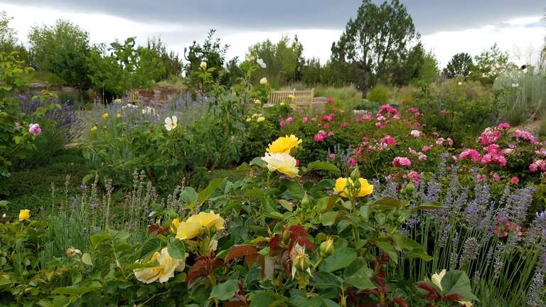 Roses and lavender in the SFBG