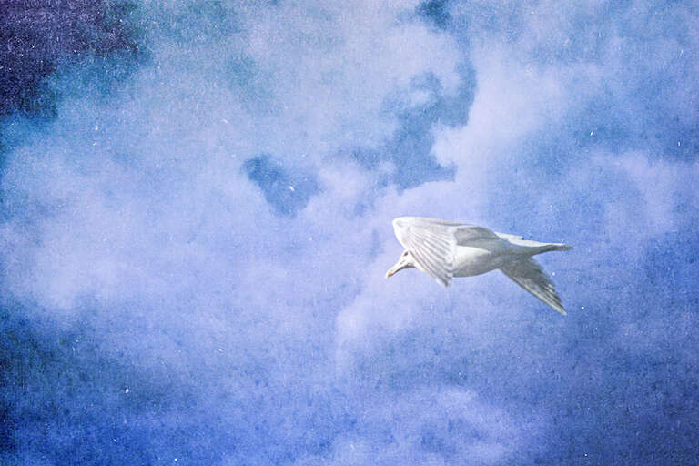 500px provided description: Seagull looking for food...or love. [#Ocean ,#Birds ,#Seagull ,#SKy]