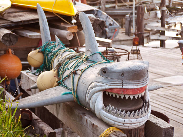 Sharammer In the Wild, PACIFICA