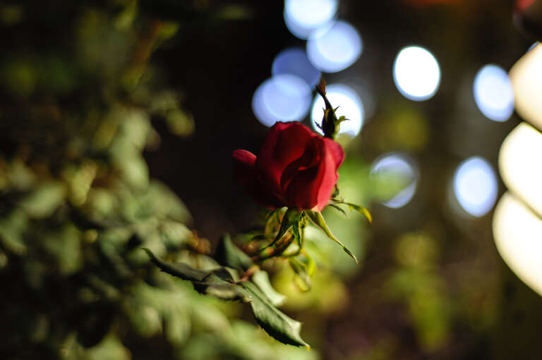 500px provided description: Close up of a rose taken at Largo Central Park at night handheld.  [#night ,#bokeh ,#rose ,#handheld ,#Nikon D700]