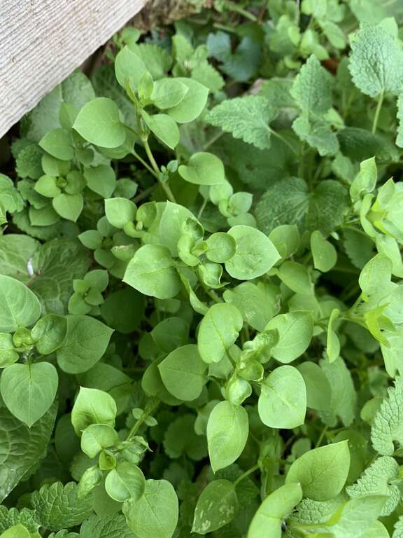 common chickweed (Stellaria media)