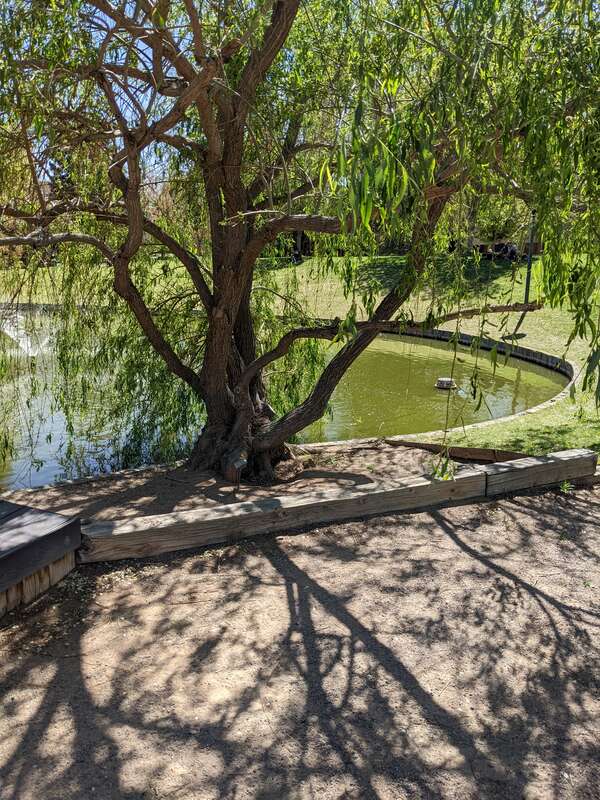 A tree near a pond in the University of New Mexico in Albuquerque.